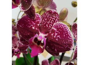 4050957402286 - Violette Schmetterlings-Orchidee Höhe 50-60 cm