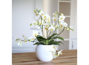 4050957403030 - Schmetterlings-Orchidee Lausanne ungestäbt Höhe ca 40-50 cm