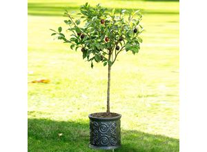 4050957413565 - Zwergobst Pflaume Hanna