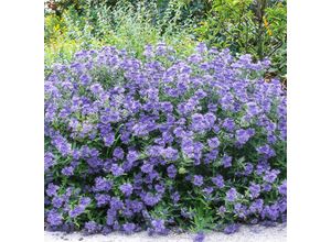 4050957424288 - Bartblume Grand Blue® im ca 20 cm-Topf
