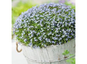 4050957425872 - Blauer Bubikopf im ca 11 cm-Topf