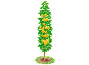 4050957427067 - Säulen-Apfel Ananasrenette 4050957427067 - Säulen-Apfel Ananasrenette