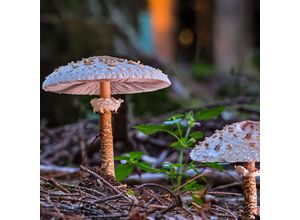 4050957433457 - Waldgartenpilzkultur Parasol