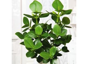 4050957439008 - Balsamapfel im ca 12 cm-Topf