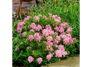 4050957439718 - Bloombux® Magenta