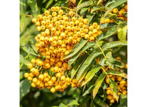 4050957440172 - Herbst-Vogelbeere Eberesche Autumn Spire