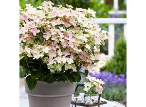 4050957440363 - Rispen-Hortensie Switch® Ophelia im ca 24 cm-Topf