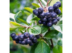 4050957447096 - Aronia Nero im ca 23 cm-Topf