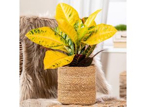 4050957454186 - Wunderstrauch Sunshiners® Petra Höhe ca 25-35 cm