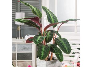 4050957454261 - Korbmarante Warscewiczii Höhe ca 80-90 cm