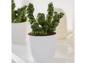 4050957454315 - Dischidia Pangolin Kisses Höhe ca 10-20 cm