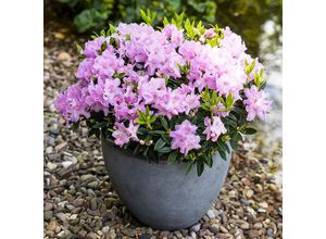 4050957456548 - Zwerg-Rhododendron Lilly Pearl