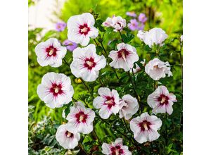 4050957458405 - Garten-Hibiskus Red Heart im ca 22 cm-Topf