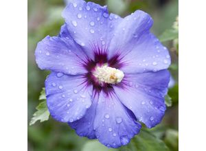 4050957460965 - Gartenhibiskus-Stämmchen Blue Bird