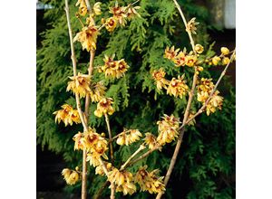 4050957461016 - Chinesische Winterblüte