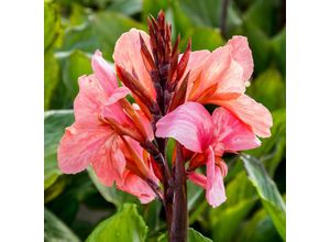 4050957461696 - Canna Peach Blush