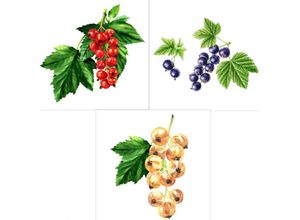 4050957463027 - Obst-Set Johannisbeeren