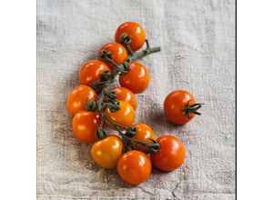 4050957463713 - Tomatenpflanze Cherrytomate Solena Sweet Orange veredelt