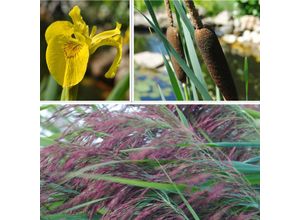 4050957464390 - Wasserpflanzen-Set Uferperlen Filterzone