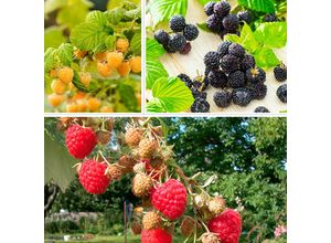 4050957464529 - Obst-Set Himbeeren Deutschlands Beste