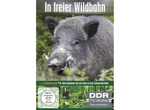 4052912670266 - In freier Wildbahn (Wildschwein ehrenhalber)