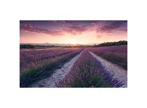 4055065111488 - KOMAR Fototapete Lavender Dream Tapeten Gr B L 45 m x 28 m bunt Fototapeten Natur Tapeten