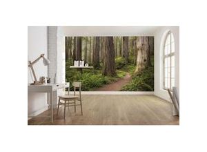 4055065111730 - KOMAR Fototapete Redwood Trail Tapeten Gr B L 45 m x 28 m bunt Fototapeten Natur Tapeten
