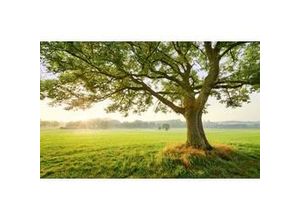 4055065111822 - KOMAR Fototapete The Magic Tree Tapeten Gr B L 45 m x 28 m bunt Fototapeten Natur Tapeten