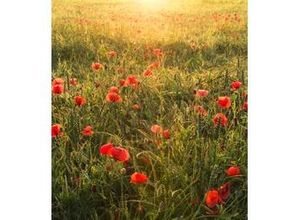 4055065112249 - KOMAR Fototapete Poppy World Tapeten Gr B L 25 m x 28 m bunt Fototapeten Blumen Tapeten