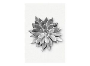 4055065151200 - KOMAR Poster Succulent Agave Bilder Kinderzimmer Schlafzimmer Wohnzimmer Gr B H 50 cm x 70 cm Pflanzen-Blätter 1 St bunt Poster