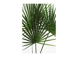 4055065151538 - KOMAR Poster Palmtree Leaves Bilder Kinderzimmer Schlafzimmer Wohnzimmer Gr B H 50 cm x 70 cm Pflanzen 1 St grün Poster