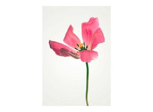 4055065151712 - KOMAR Poster Tulip Bilder Kinderzimmer Schlafzimmer Wohnzimmer Gr B H 50 cm x 70 cm Blumen 1 St rosa Poster