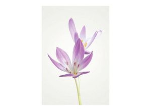 4055065151743 - KOMAR Poster Autumn Crocus Bilder Kinderzimmer Schlafzimmer Wohnzimmer Gr B H 50 cm x 70 cm Blumen 1 St bunt Poster