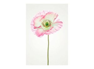 4055065151781 - KOMAR Poster Poppy Bilder Kinderzimmer Schlafzimmer Wohnzimmer Gr B H 40 cm x 50 cm Blumen 1 St bunt Poster