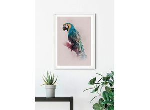 4055065152559 - KOMAR Poster Animals Paradise Parrot Bilder Kinderzimmer Schlafzimmer Wohnzimmer Gr B H 40 cm x 50 cm Tiere 1 St bunt Poster