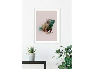 4055065152627 - KOMAR Poster Animals Paradise Iguana Bilder Kinderzimmer Schlafzimmer Wohnzimmer Gr B H 30 cm x 40 cm Tiere 1 St bunt Poster