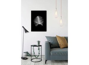 4055065155093 - KOMAR Poster Feather Black Bilder Kinderzimmer Schlafzimmer Wohnzimmer Gr B H 50 cm x 70 cm Federn 1 St bunt Poster