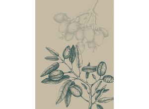 4055065177064 - Bild KOMAR Wild Mandolino beige (farbe bild(er) beige) B50cm H70cm Papier Holz Bilder Wandbild zur Dekoration - ohne Rahmen