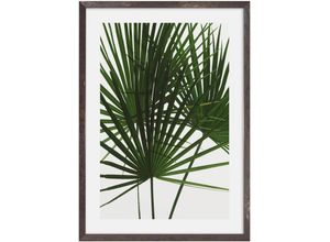 4055065991035 - Bild mit Rahmen KOMAR Statement Greens Bilder Gr B H 1x 50x70 cm Palmtree Leaves 1 x 50 x 70 cm 1 St bunt Bilder mit Rahmen maschinell