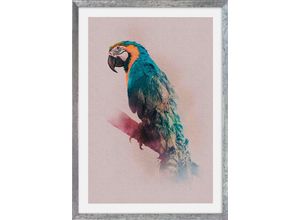 4055065991165 - Bild mit Rahmen KOMAR Tropicalflair Bilder Gr B H 1x 50x70 cm Animals Paradise Parrot 1 x 50 x 70 cm 1 St bunt Bilder mit Rahmen maschinell