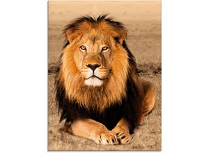 4055327035651 - Glasbild ARTLAND Löwe Bilder Gr B H 60 cm x 80 cm Glasbild Wildtiere 1 St braun Glasbilder