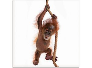 4055327038614 - Glasbild ARTLAND Baby Sumatra Orang Utan hängt am Seil Bilder Gr B H 30 cm x 30 cm Wildtiere 1 St weiß Glasbilder Bilder in verschiedenen Größen