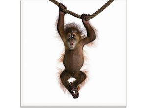 4055327038713 - Glasbild ARTLAND Baby Sumatra Orang Utan hängt an Seil Bilder Gr B H 30 cm x 30 cm Wildtiere 1 St weiß Glasbilder Bilder in verschiedenen Größen