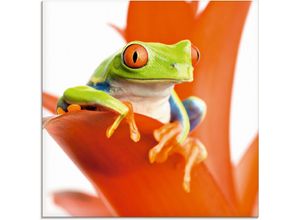 4055327041010 - Glasbild ARTLAND Frosch auf seinem Thron Bilder Gr B H 30 cm x 30 cm Wassertiere 1 St orange Glasbilder Bilder in verschiedenen Größen