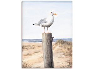 4055327148764 - Wandbild ARTLAND Möwe Bilder Gr B H 30 cm x 40 cm Leinwandbild Vögel 1 St weiß Bild Poster Bilder als Alubild Leinwandbild Wandaufkleber oder in versch Größen