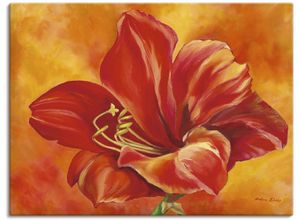 4055327150606 - Wandbild ARTLAND Amaryllis Bilder Gr B H 80 cm x 60 cm Leinwandbild Blumen 1 St rot Bild Poster Bilder als Alubild Leinwandbild Wandaufkleber oder in versch Größen
