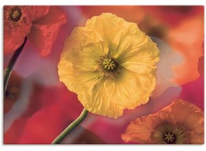 4055327163378 - Wandbild ARTLAND Fotokollage Mohnblumen Bilder Gr B H 100 cm x 70 cm Leinwandbild Blumenbilder Querformat 1 St rot Kunstdrucke als Leinwandbild Wandaufkleber oder Poster in versch Größen