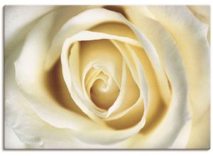 4055327163491 - Wandbild ARTLAND Weiße Rose Bilder Gr B H 100 cm x 70 cm Leinwandbild Blumen 1 St weiß Bild Poster Bilder als Alubild Leinwandbild Wandaufkleber oder in versch Größen