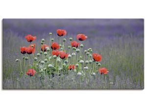 4055327243629 - Wandbild ARTLAND Lavendelfarm in Sequim - Mohnblumen Bilder Gr B H 100 cm x 50 cm Leinwandbild Blumenwiese Querformat 1 St lila Bild Poster Bilder als Alubild Leinwandbild Wandaufkleber oder in versch Größen