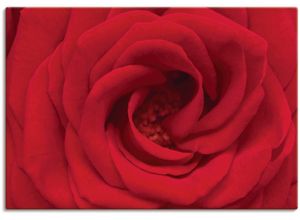 4055327289870 - Wandbild ARTLAND Rote Rose Bilder Gr B H 100 cm x 70 cm Leinwandbild Blumen 1 St rot Bild Leinwandbild Kunstdrucke Bilder als Alubild Leinwandbild Wandaufkleber oder Poster in versch Größen